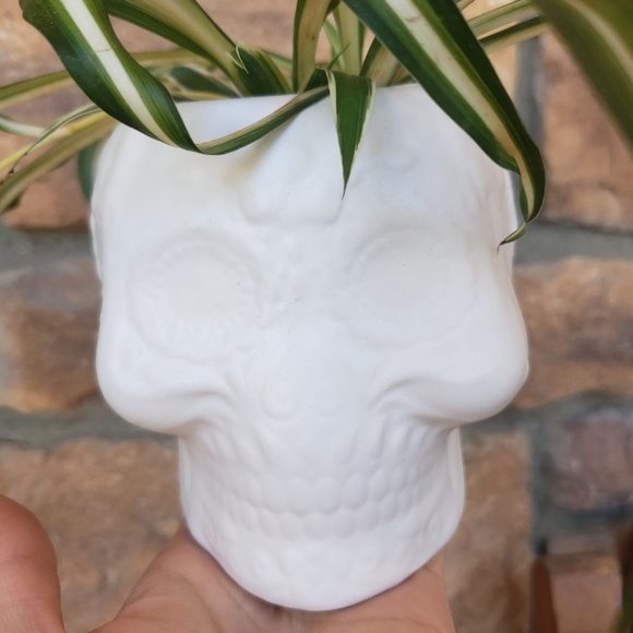 White skull planter - Picture 2 of 5